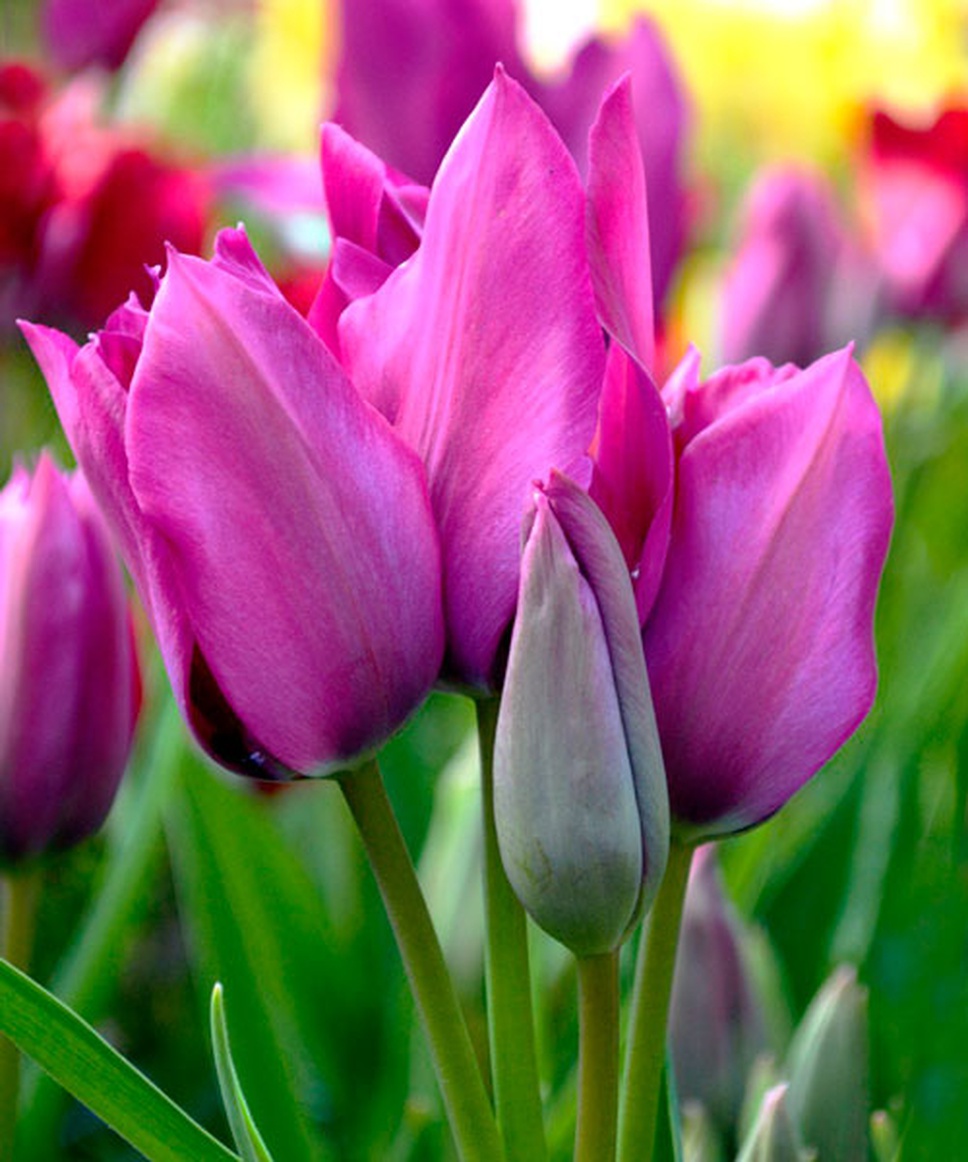 Тюльпан многоцветковый Пурпл